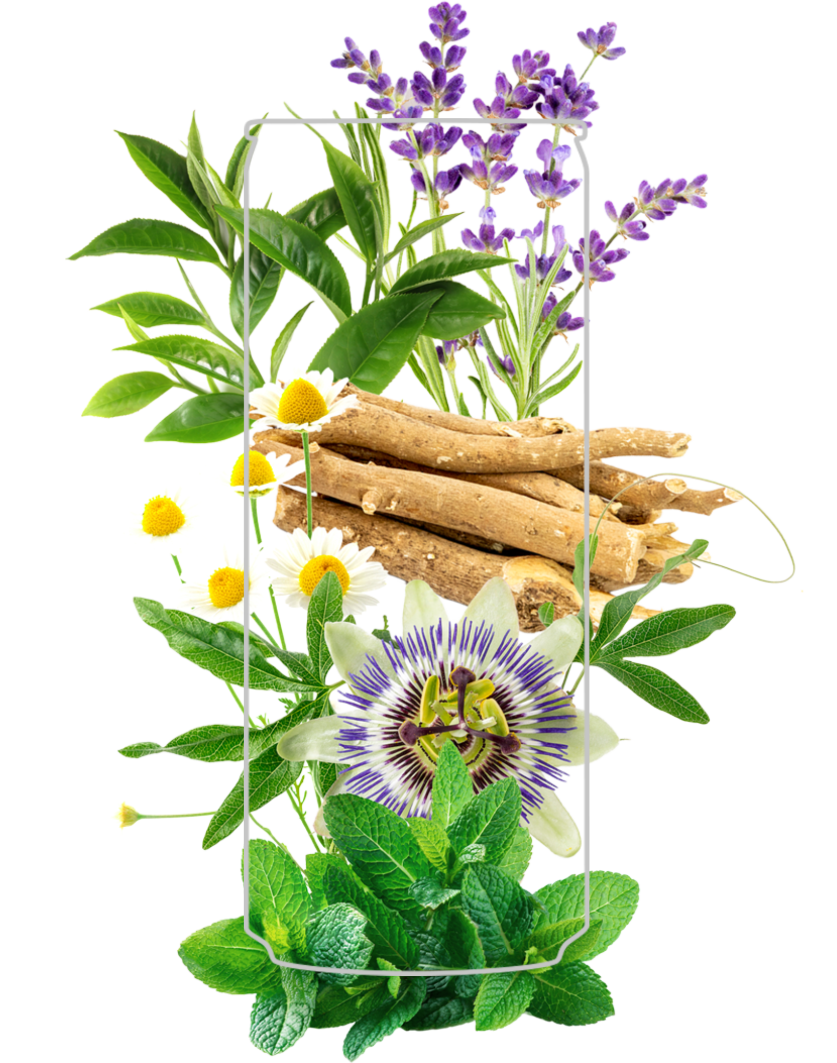 An arrangement of various medicinal plants including aloe vera, chamomile flowers, lavender, and some brown roots displayed creatively, forming a visually appealing collage. The vibrant green, purple, and white colors of the wellness plants contrast with the earthy tones of the roots.