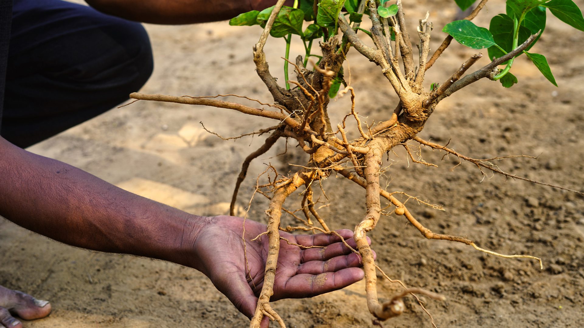 A person gently holding and displaying the exposed roots of a young plant they are about to plant into the ground. The soil in the background is light brown, suggesting dry conditions. The plant has thin, tangled roots and several green leaves.